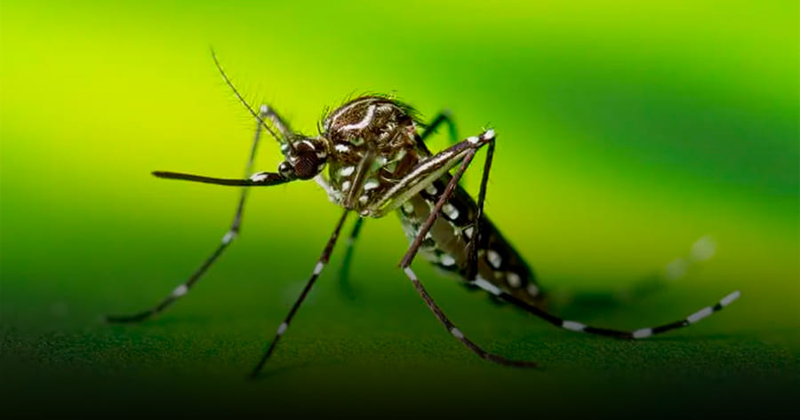 Casos de dengue no país têm 'boom' em 2024